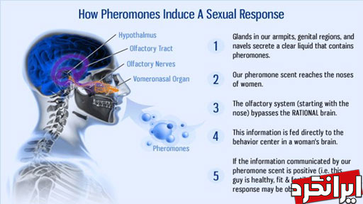 Pheromone فرومون جذب جنس مخالف با عطر
