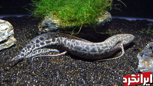 عجیب ترین ماهی دنیا که در خشکی زندگی می کند!