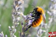 سفر به دنیای عجیب زنبورهای عسل
