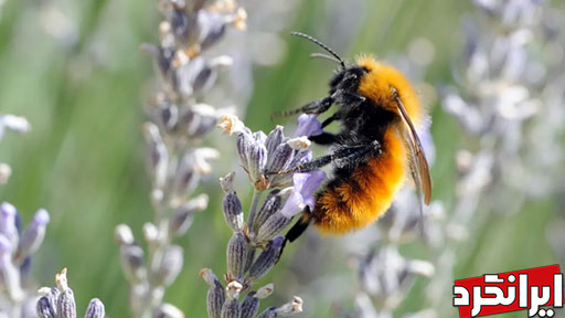 سفر به دنیای عجیب زنبورهای عسل