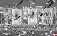 پرندگان مهاجر و حال و هوای این روزهای دریاچه چیتگر