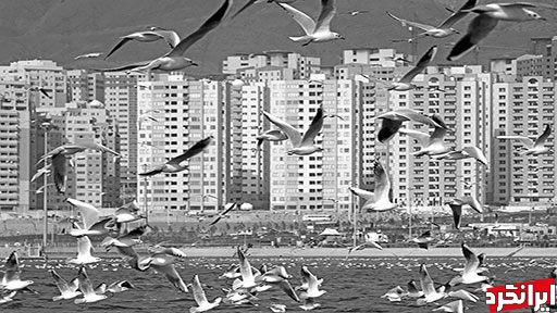 پرندگان مهاجر و حال و هوای این روزهای دریاچه چیتگر
