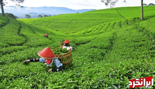 مزارع چای
